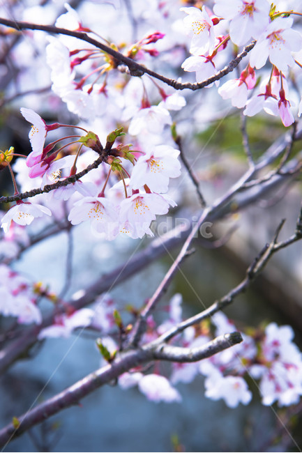 벚꽃,봄,봄분위기,꽃,blossom,flower,봄,계절,spring,season