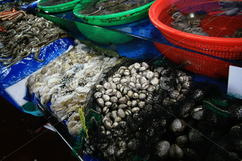 해산물,수산물,수산시장,판매,진열,시장,마트,마켓,market,mart,market place,음식,식재료,요리,food,cook,meal,dishes,food reserves,수산물,해산물,fishery products,seafood