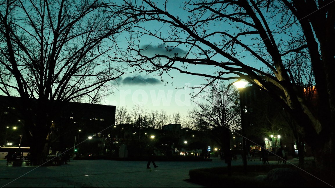 마로니에공원,공원,기다림,일몰,가로등,몽환,땅거미,도시,풍경,city,landscape,실루엣,그림자,silhouette,shadow,flare,플레어,light,빛