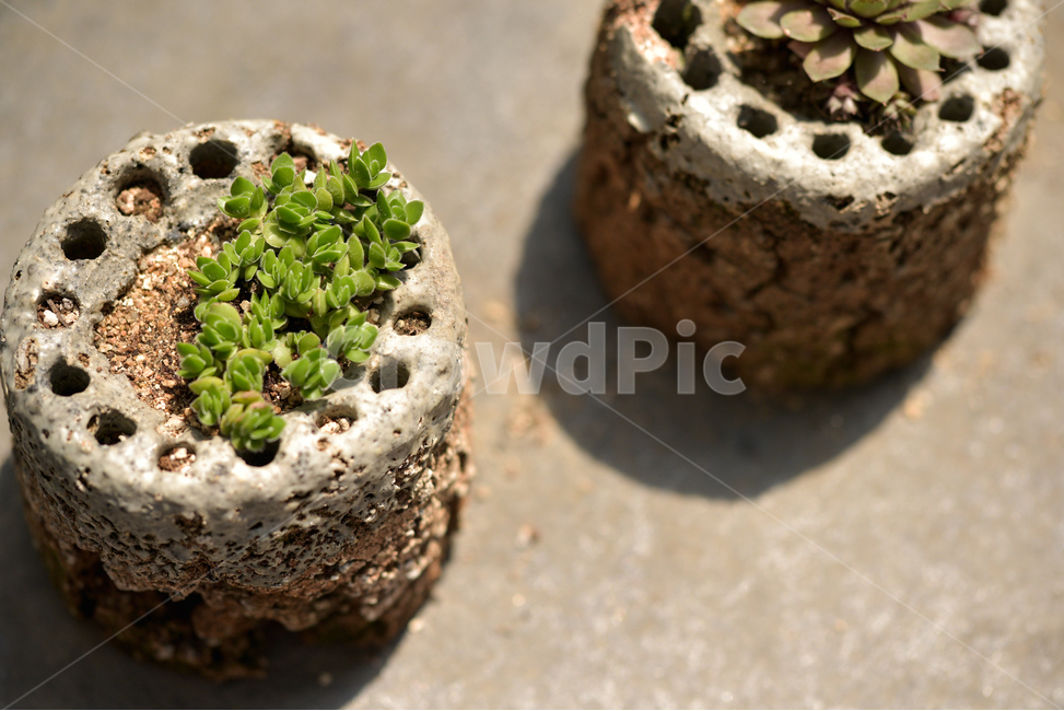 연탄,식물,꽃,추억,생명,인테리어,그림자,식물,자연,plants,nature,빈티지사진,빈티지느낌,빈티지감성,vintage