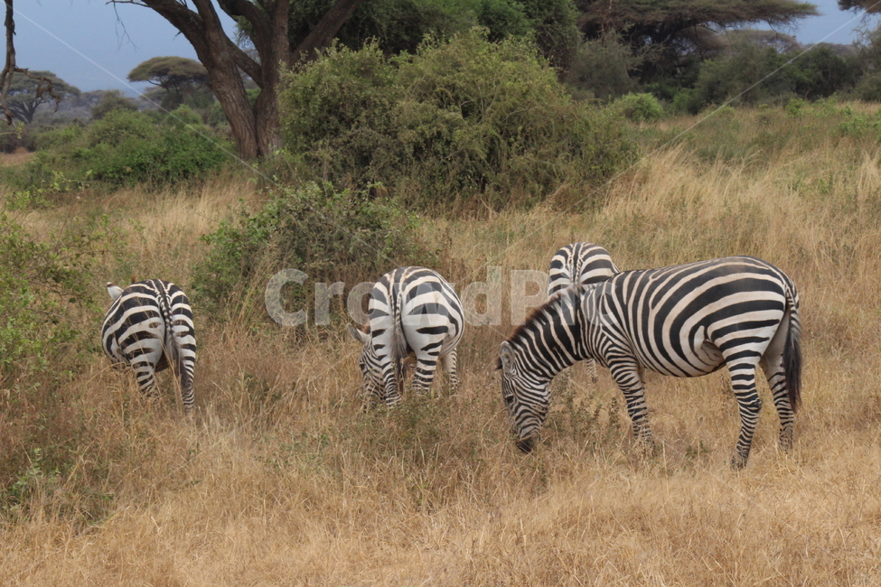 얼룩말,케냐,아프리카,무리,자연,숲,동물,zebra,동물,animal,포유류,mammal