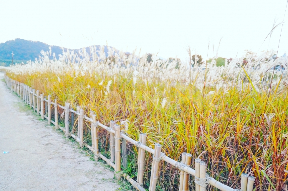 길,갈대,산책중,공원,울산,태화강변,십리대밭,울타리,자연,풍경,nature,landscape,railing,난간,handrail,banister