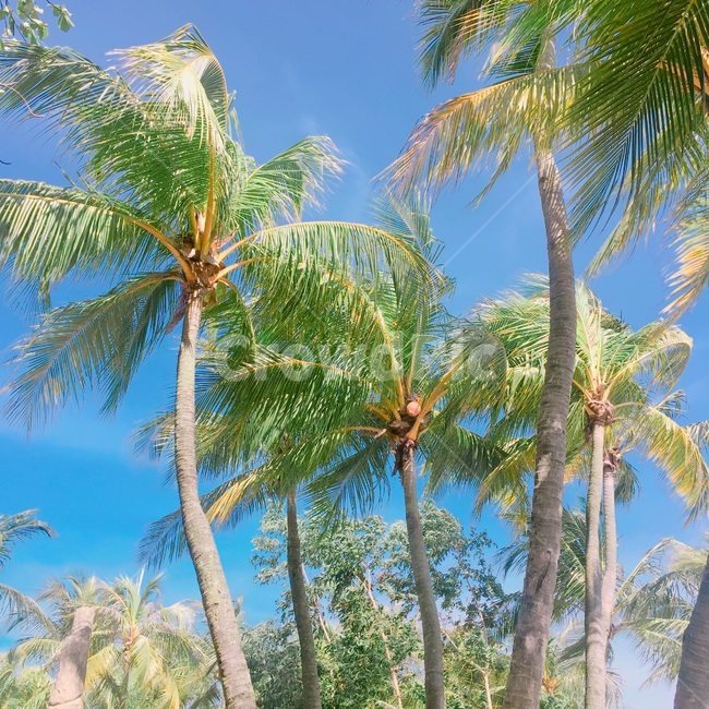 자연,풍경,여행,야자수,나무,여름,계절,summer,season,식물,자연,plants,nature,나무,trees,wood,tree,plant,palm tree