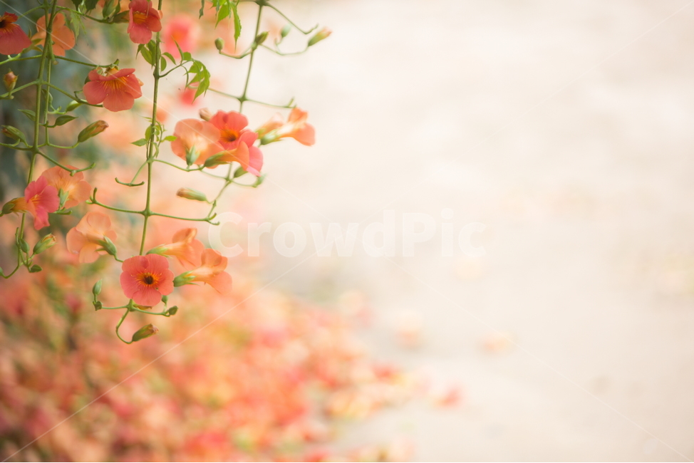 능소화,능소화꽃,꽃,플라워,trumpetcreeper,flower,식물,자연,plants,nature,꽃,flower,감성,sensible,feeling