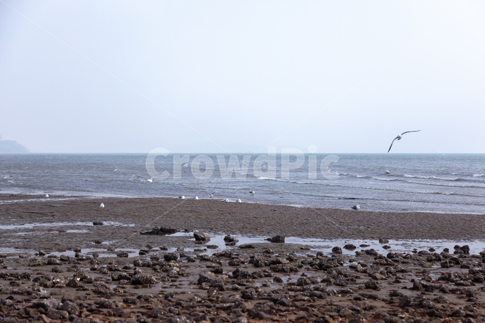 동물,bird,새,갈매기,물,water,대양,바다,서해,서해안,서해바다,제부도,ocean,nature,자연