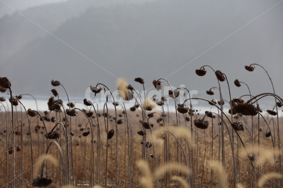 갈대,해바라기,가을,겨울,들판,풍경,할미꽃,꽃,연못,호수,자연,하늘,배경,갈색,강아지풀,tranditonal,겨울,계절,winter,season,자연,풍경,nature,landscape,식물,plants,꽃,flower,grass,잔디,plant,bird,새,animal,동물