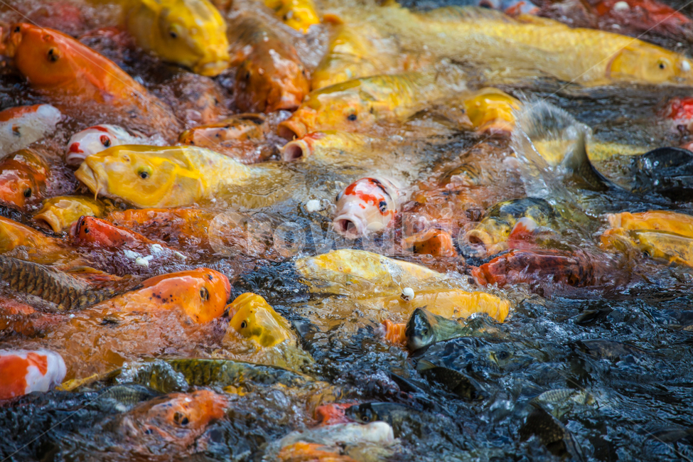 비단잉어,잉어,물고기,관상어,cyprinuscarpio,동물,animal,어류,물고기,fish