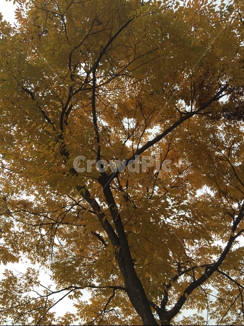 tree,식물,나무,plant,treetrunk,나무줄기
