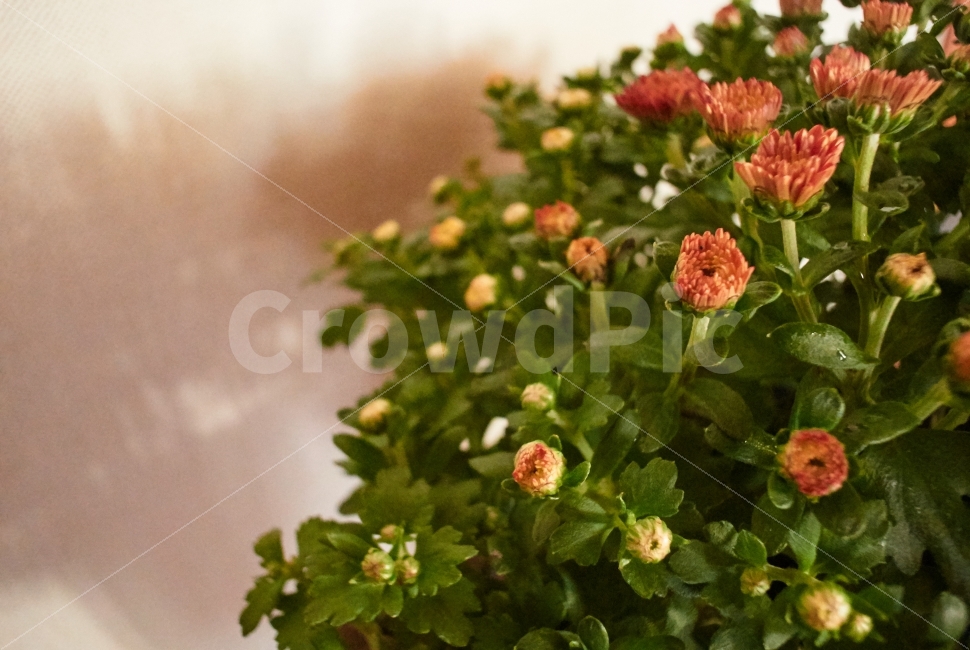 국화,꽃,빨강,배경,화분,녹색,개화,개화전,꽃봉오리,식물,자연,plants,nature,꽃,flower