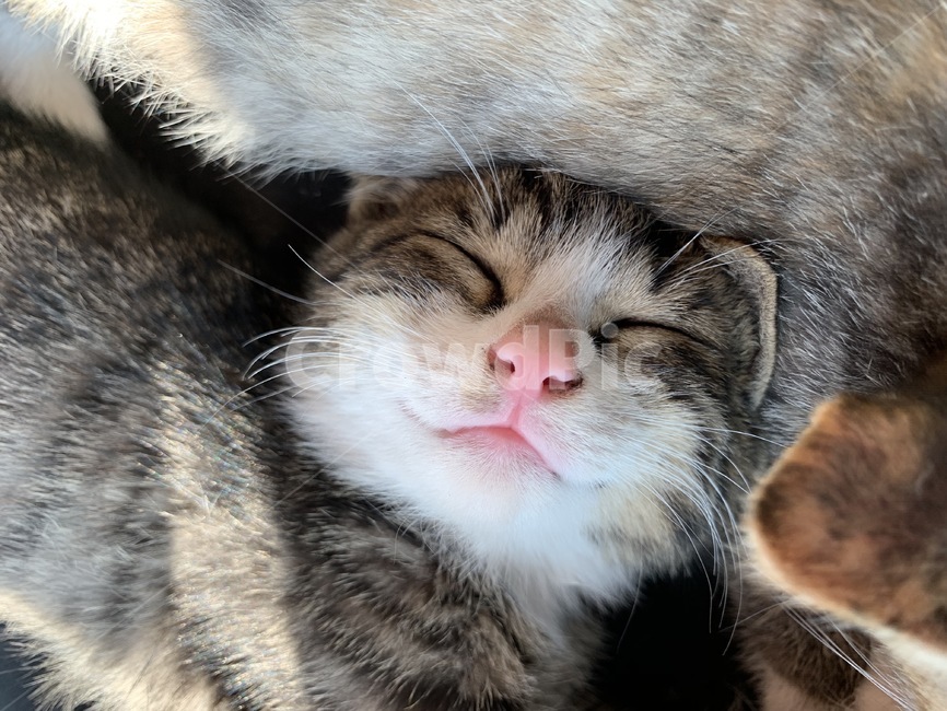 스마일,행복,귀여움,동물,고양이,고양이새끼,애완동물,포유류,mammal,cat,동물,animal,포유류,mammal,고양이,cat,kitten,kitty