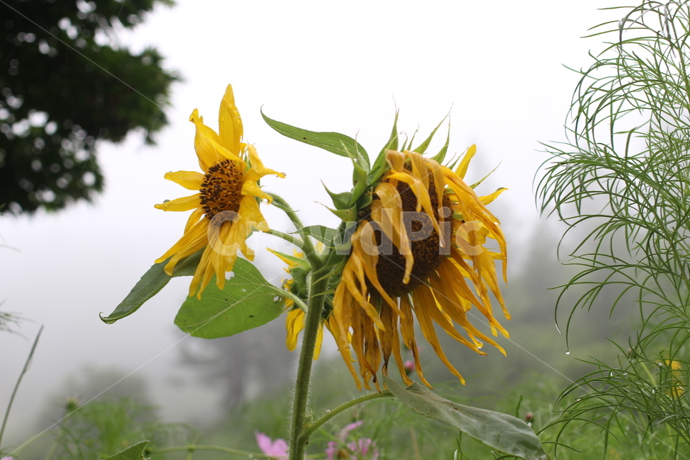 plant,식물,꽃,flower,해바라기,sunflower,식물,자연,plants,nature,꽃,flower