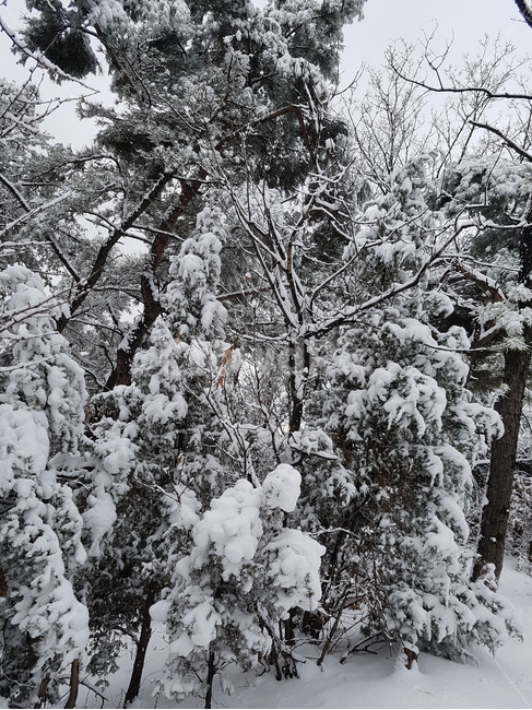 눈,폭설,나무,눈꽃,풍경,겨울,계절,winter,season