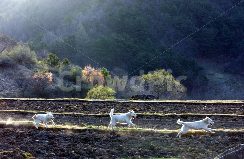 달리기,백구,친구,산골,논두렁,우정,기쁨,경쟁,봄,들녘,산,먼지,세마리,개,시골,마을,풍경,landscape,country,rural,town,동물,animal,포유류,mammal,개,강아지,dog,doggy,감정표현,기분,feeling,emotion