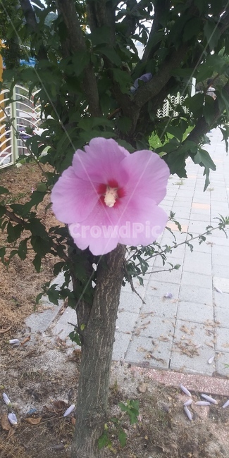 무궁화,식물,blossom,plant,꽃
