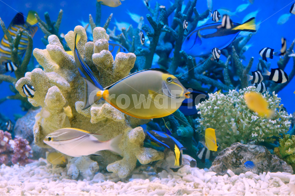 열대어,물고기,수족관,관상어,수중동물,수중,컬러,칼라,컬러풀,색갈,색깔,색감,어류,산호,어항,열대,동물,animal,어류,물고기,fish