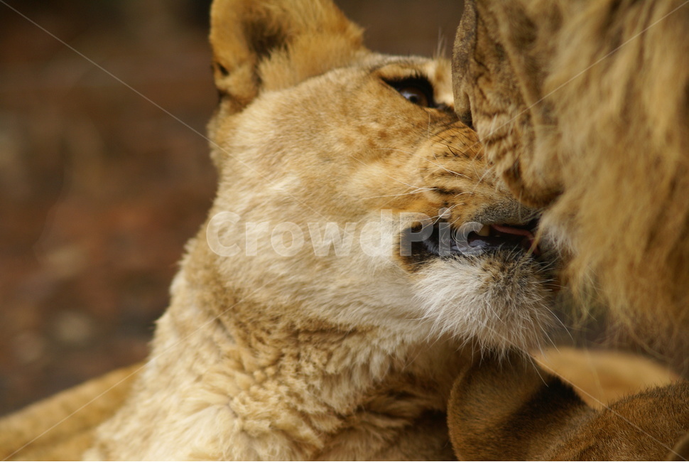 사자,lion,사파리,에버랜드,얼굴,동물,animal,포유류,mammal