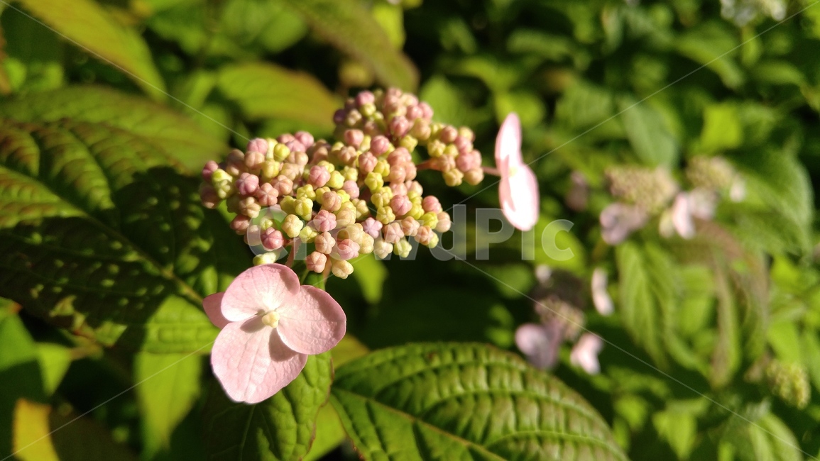 수국,꽃,분홍꽃,분홍색,녹색,식물,hydrangea,flower,pinkflowers,pink,green,plants