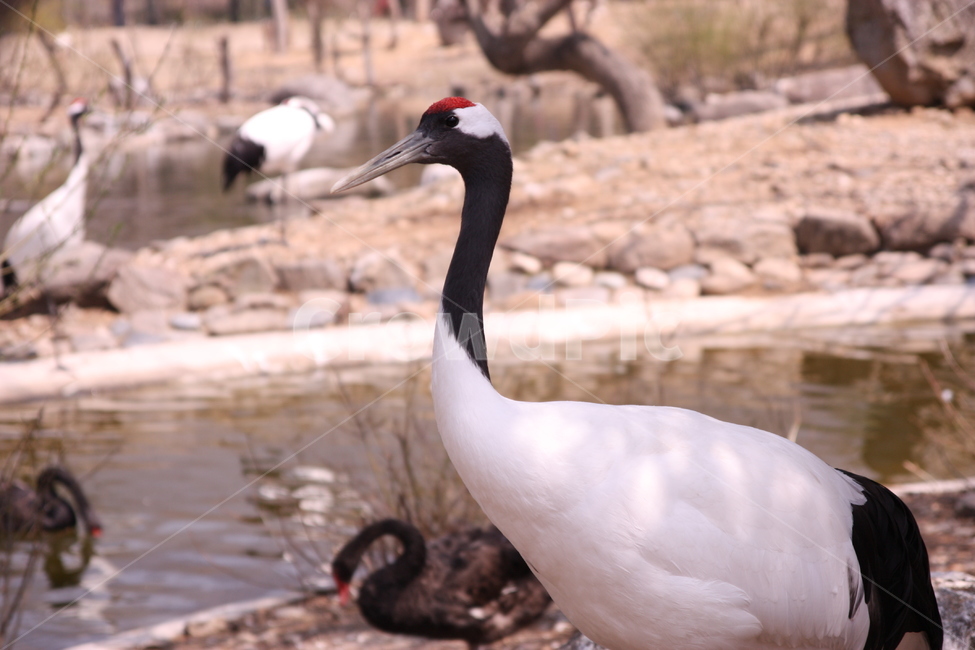 학,bird,새,animal,동물,동물,animal,조류,새,birds