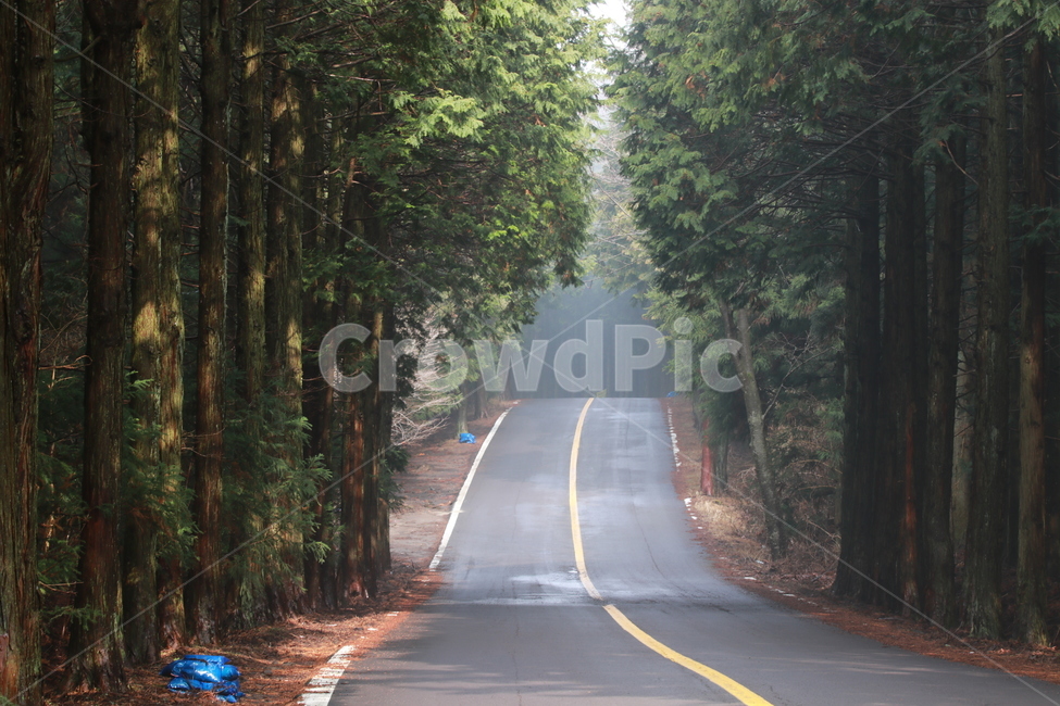 풍경,road,삼나무,제주,한라산,걷고싶은길,자연,풍경,nature,landscape,도로,asphalt,아스팔트,freeway,고속 도로,highway,고속도로