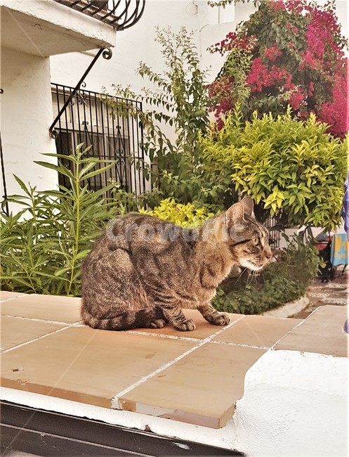 고양이,길고양이,앉다,쉬다,바라보다,동물,귀여운,경계심,cat,roadcat,sit,resting,see,animal,cute,wariness,동물,animal,포유류,mammal,고양이,cat,kitten,kitty