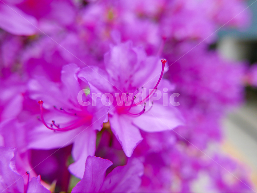 진달래,접사,암술,수술,봄꽃,진달래사진,암술수술,근접촬영,flower,springflower,봄,계절,spring,season,식물,자연,plants,nature,꽃,flower,geranium,제라늄,plant,blossom
