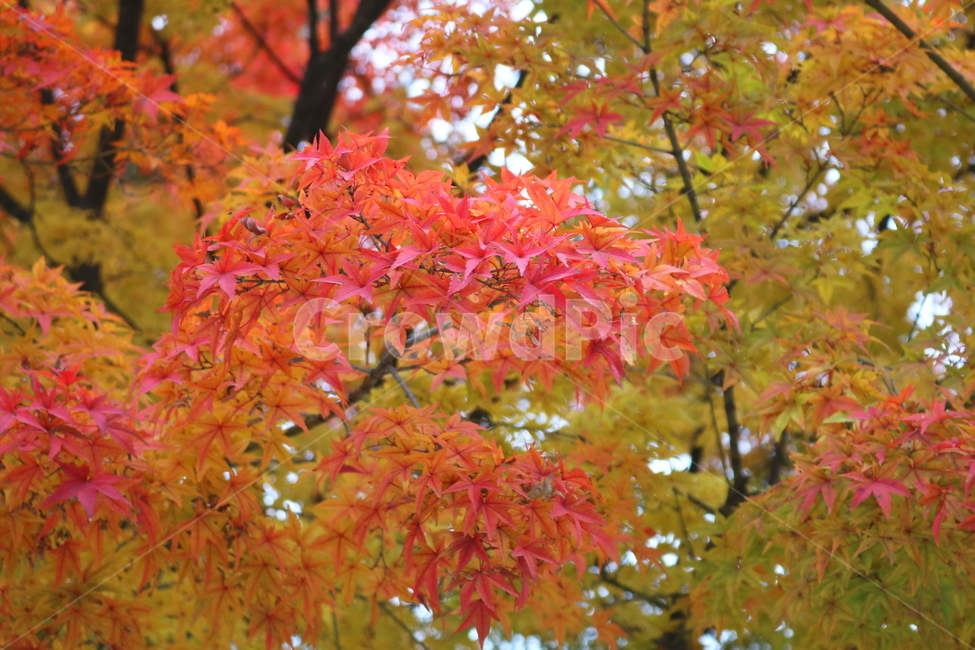 나무,단풍,단풍나무,식물,가을,자연,가을,계절,fall,autumn,season,식물,자연,plants,nature,plant,leaf,잎,tree,maple