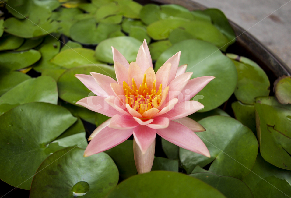 연꽃,꽃,식물,plant,blossom,flower,식물,자연,plants,nature,꽃,flower