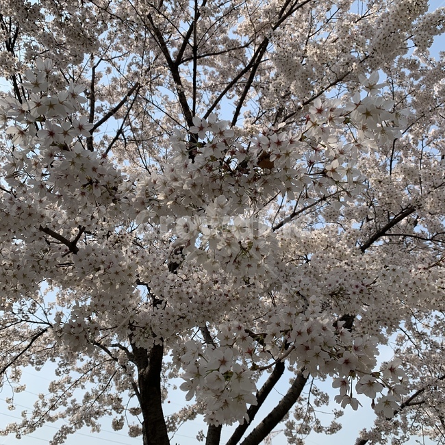 blossom,꽃,cherryblossom,벚꽃,flower