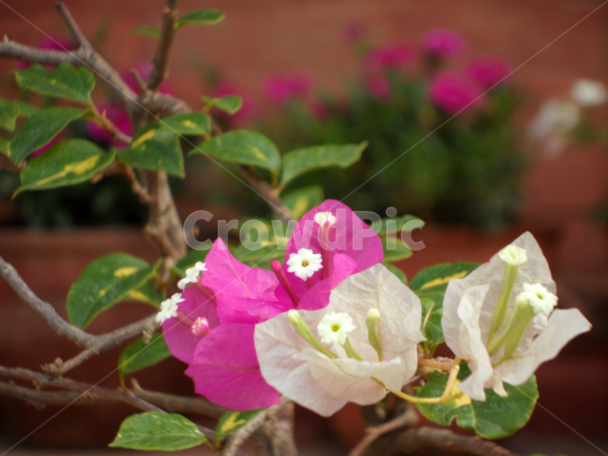 꽃,부겐빌레아,종이꽃,붉은,핑크,포카라,배경,네팔,flower,bougainvillea,paperflower,red,pink,pokhara,nepal,background