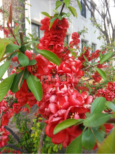 plant,식물,붉은꽃,명자나무,꽃,flower