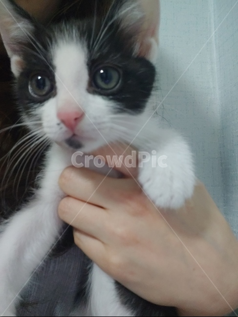 고양이,수염,귀여운,동물,턱시도