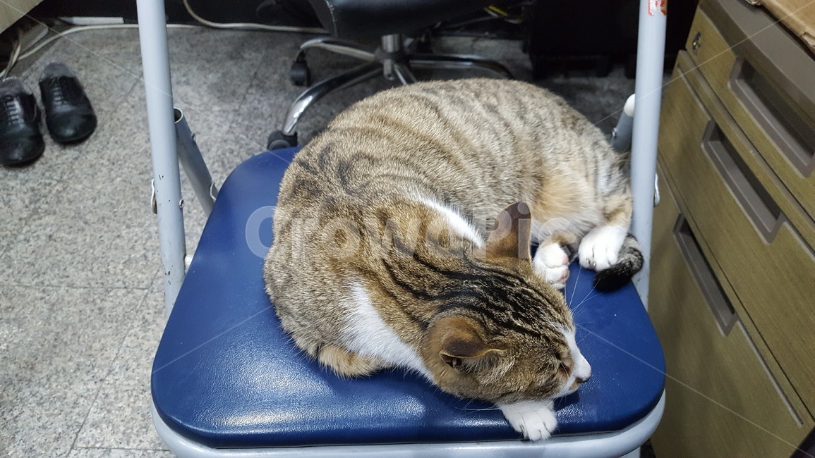 고양이,양이,동물,야생,길냥이,귀여움,힐링,새끼,배경,애교,야옹,집사,애기
