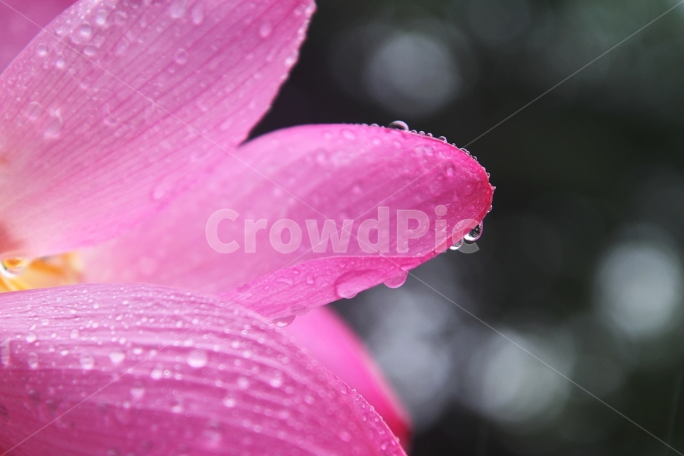 연꽃,홍련,식물,자연,감성사진,꽆잎,식물,자연,plants,nature,꽃,flower