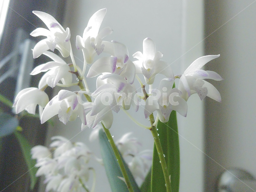 향기나는꽃,식물,꽃,난초,흰색,난꽃,꽃송이,원예,관상용,plants,nature,flower,식물,자연,plants,nature,꽃,flower