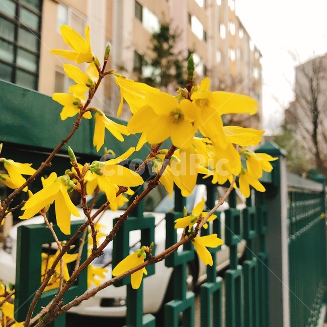 개나리,봄,자연,개나리꽃,flower
