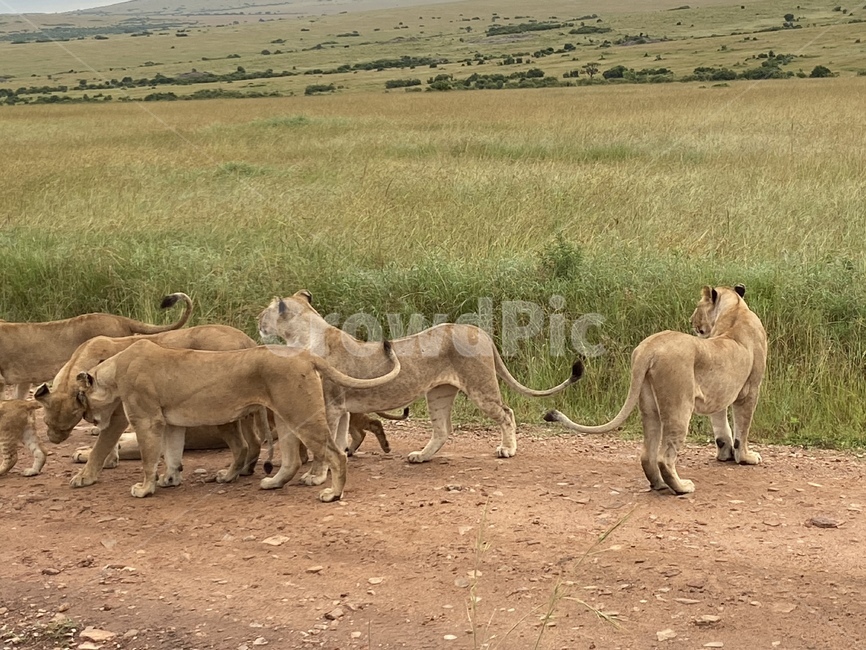 사자,아기사자,사자가족,사파리투어,케냐,lion