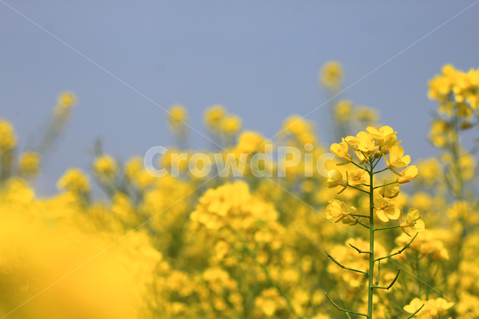 유채꽃,유채꽃밭,봄,계절,spring,식물,자연,꽃,flower,nature