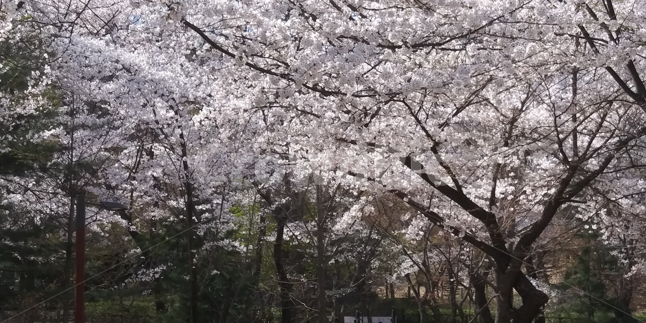 벚꽃,봄벚꽃,공원벚꽃,벚꽃길,벚꽃풍경
