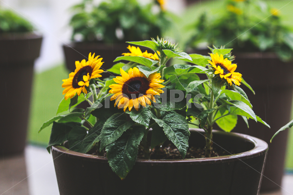 plant,식물,꽃,해바라기,sunflower,비,rain