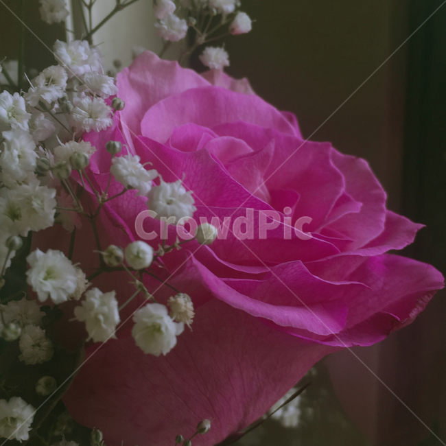 장미,rose,flower,분홍장미,plant,식물
