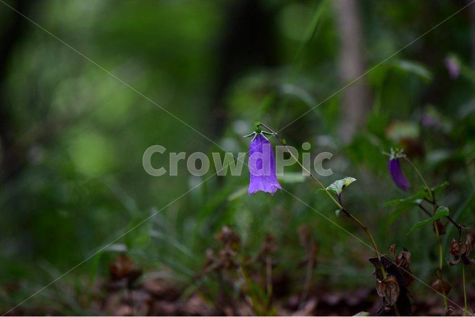 금강초롱꽃,야생화,식물,자연,꽃,생태,힐링,플라워,wildflower,flower,plants,nature,season,감성,느낌,emotion,feeling,여름,여러해살이풀,초롱꽃과,금강초록꽃속,자주색,식물,자연,plants,nature,꽃,flower
