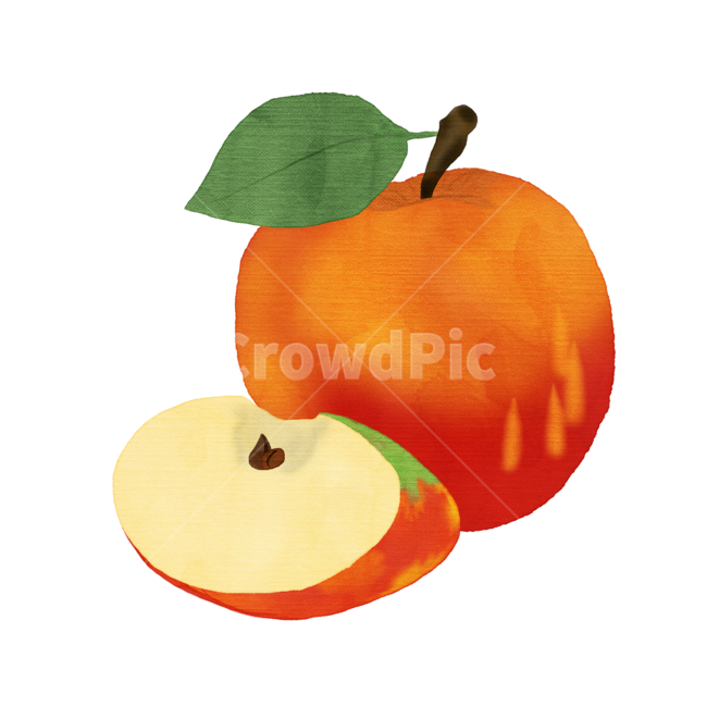 사과,사과일러스트,사과수채화,과일일러스트,apple,plant,식물,fruit,과일,수채호,수채화일러스트