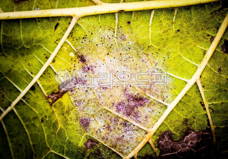 Plane Tree Shield Beetle,sick tree,pests,tree,leaf,sycomorelacebug