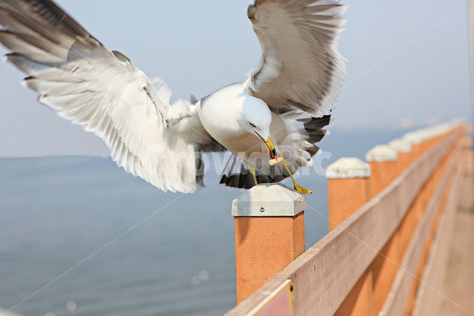 갈매기,새,조류,자연,풍경,배경,동물,animal,조류,새,birds