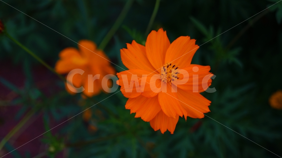 꽃,꽃사진,코스모스,가을,식물,가을,계절,fall,autumn,season,식물,자연,plants,nature,꽃,flower,색깔,색상,색채,색감,color sense,color sensitivity,feeling of color,plant
