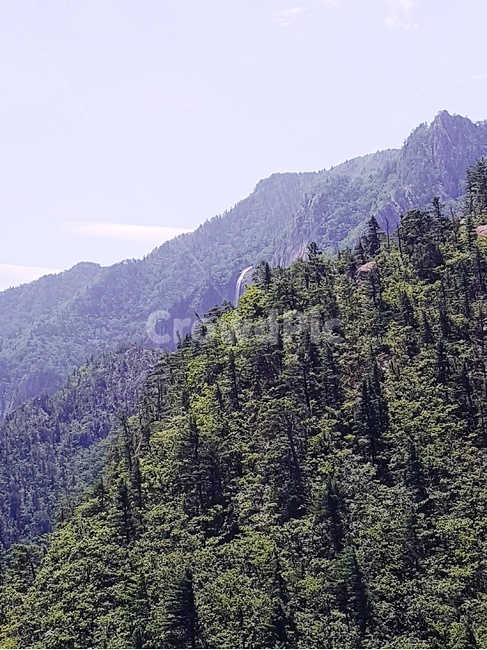 산,하늘,배경,경치,운치,자연,풍경,nature,landscape,tree,나무,plant,식물,fir,전나무