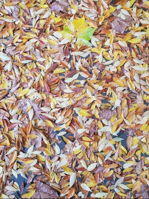 가을,낙엽,숲,자연,힐링,yellow,비,가을,계절,fall,autumn,season