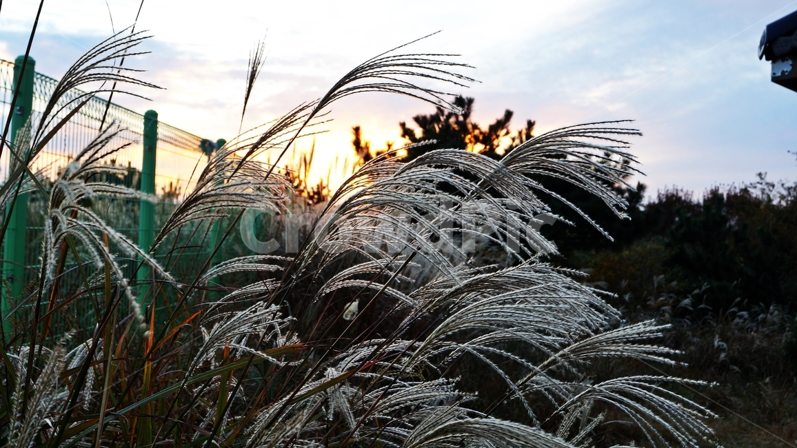 가을,가을산,가을풍경,억세,엑세풀,자연,풍경,nature,landscape,plant,식물,grass,잔디,lawn,reed,갈대