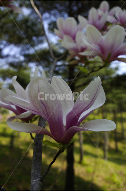 목련,식물,flower,plants,nature,꽃,꽃봉오리,식물,자연,plants,nature,꽃,flower
