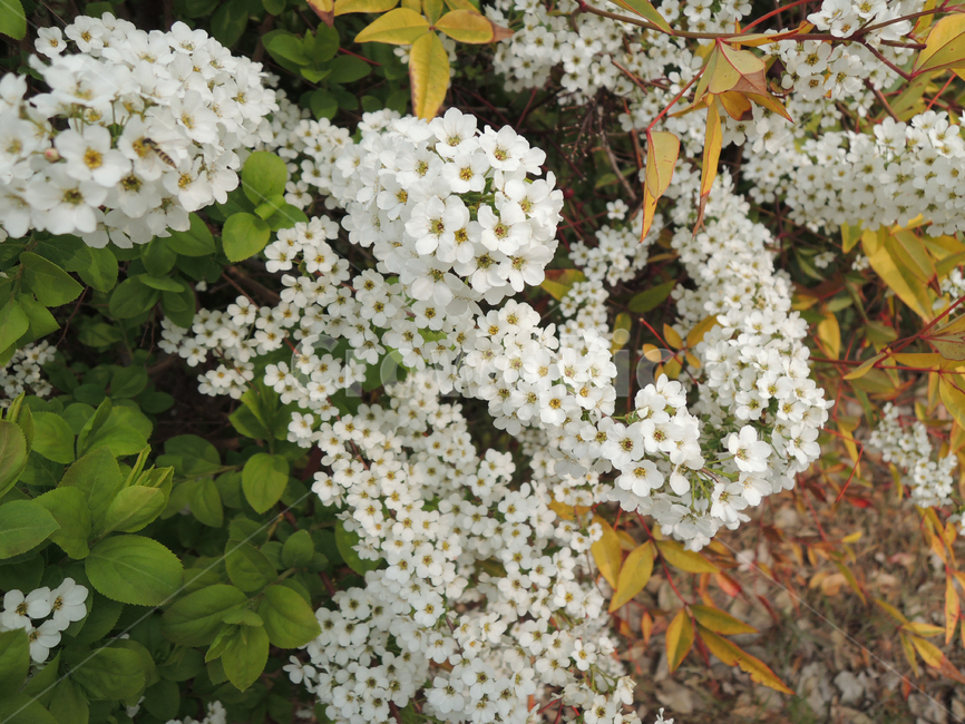 ดอกสปิเรีย (Spirea)